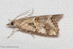 Euchromius cambridgei