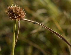 Cyperus pulchellus