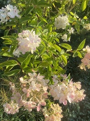 Hydrangea paniculata