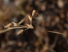 Fimbristylis dichotoma