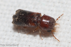 Scobicia chevrieri