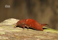 Suana concolor