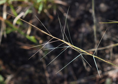 Aristida holathera