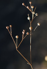 Paranotis mitrasacmoides