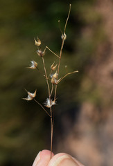Eriachne ciliata