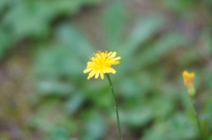 Scorzoneroides autumnalis