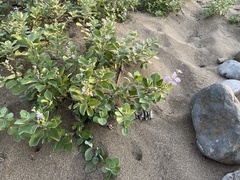 Vitex rotundifolia