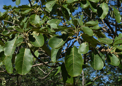 Terminalia bellirica