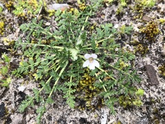 Erodium