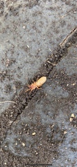 Dysderidae