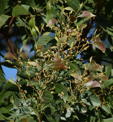 Acacia flavescens × leptoloba