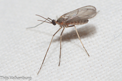 Cecidomyiidae