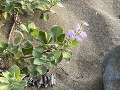 Vitex rotundifolia