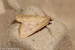 Achyra nudalis