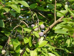 Prunus spinosa