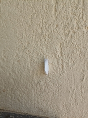 Euproctis chrysorrhoea