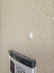 Euproctis chrysorrhoea