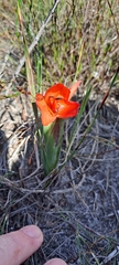 Watsonia coccinea