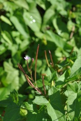 Epilobium parviflorum