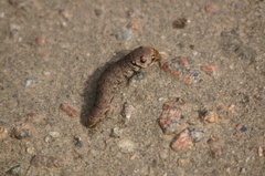 Deilephila porcellus