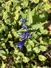 Gentiana asclepiadea