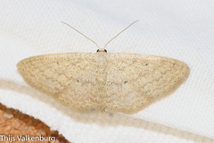Scopula minorata