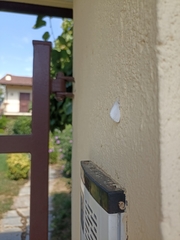 Euproctis chrysorrhoea