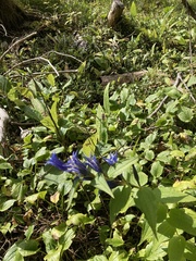 Gentiana asclepiadea