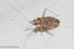 Phytocoris