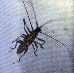 Monochamus titillator