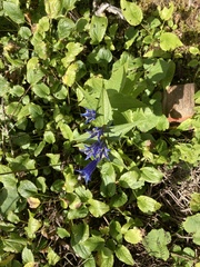 Gentiana asclepiadea