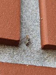 Salticus scenicus