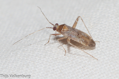 Phytocoris