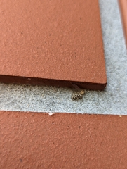 Salticus scenicus