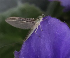 Callibaetis