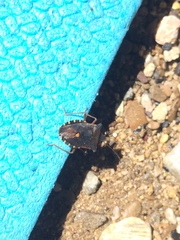 Pentatoma rufipes