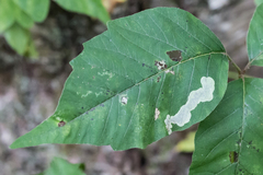 Cameraria guttifinitella