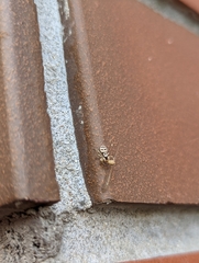 Salticus scenicus