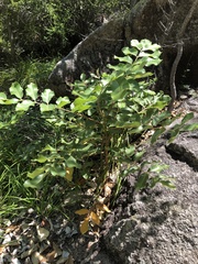 Canarium australianum