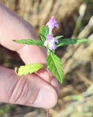Galeopsis ladanum