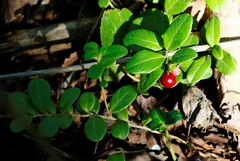 Vaccinium vitis-idaea
