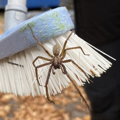Araneae