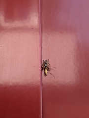 Salticus scenicus