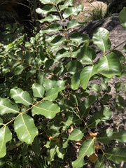 Canarium australianum