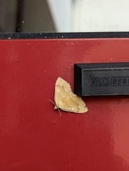 Camptogramma bilineata