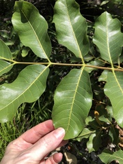 Canarium australianum