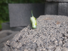 Protambulyx strigilis