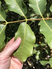 Canarium australianum