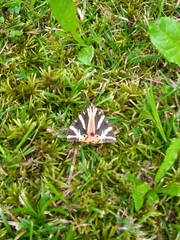 Euplagia quadripunctaria