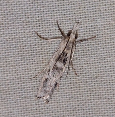 Crambus sparsellus